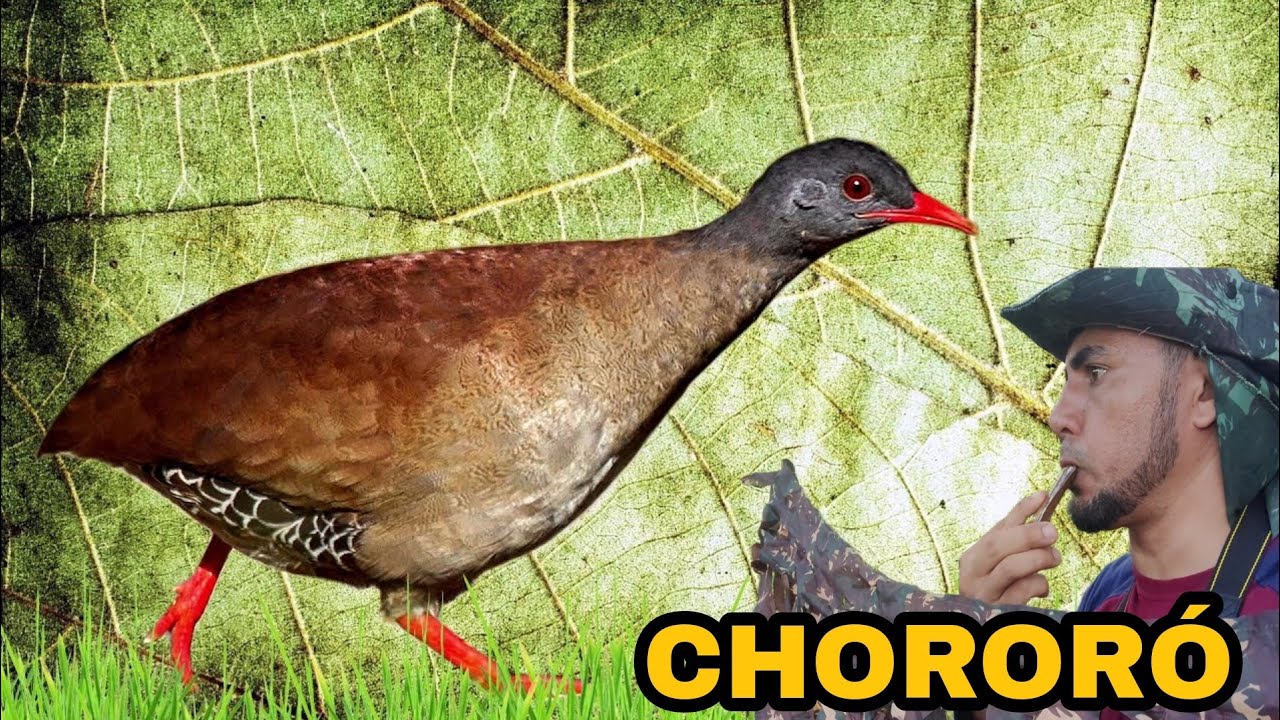 Inhambu CHORORÓ pé vermelho PRINCESA DO SERRADO
