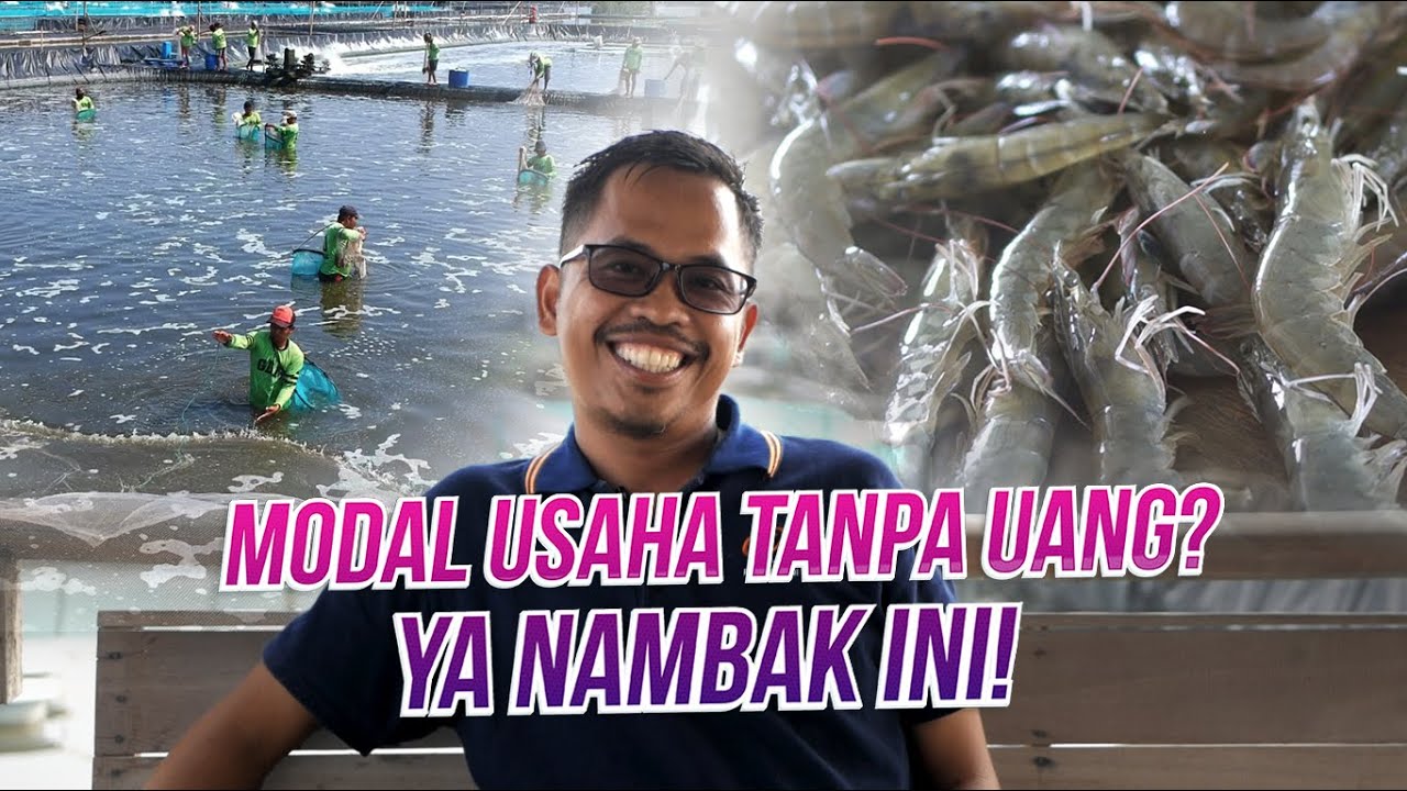 Peluang Usaha Agrobisnis Tanpa Modal? Budidaya Udang Vaname Jawabannya!