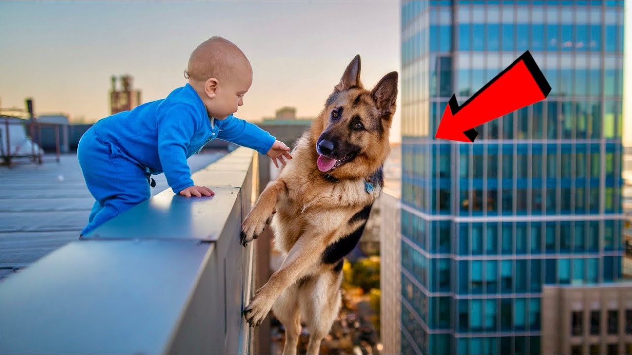 German Shepherd Was in a big problem - What Baby did Next Left Everyone in Tears !