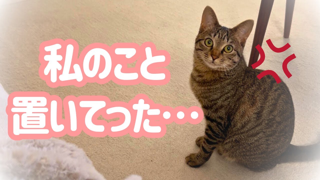 3日ぶりに旅行から帰ってきたら愛猫の反応が冷たすぎた(泣)