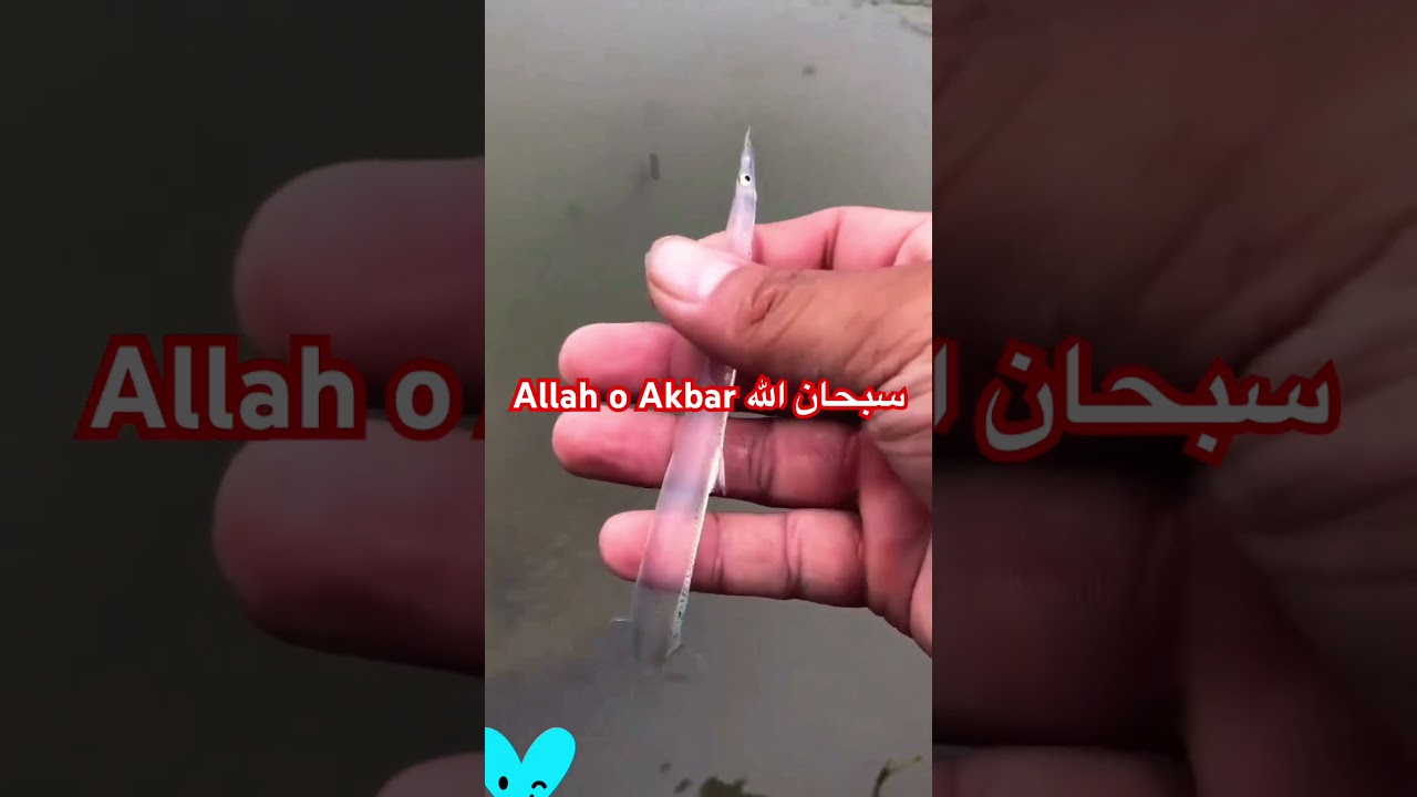 What i have caught😳😳- Ye Kaisi Fish Hai#fishing | #travelclick | #allahuakbar