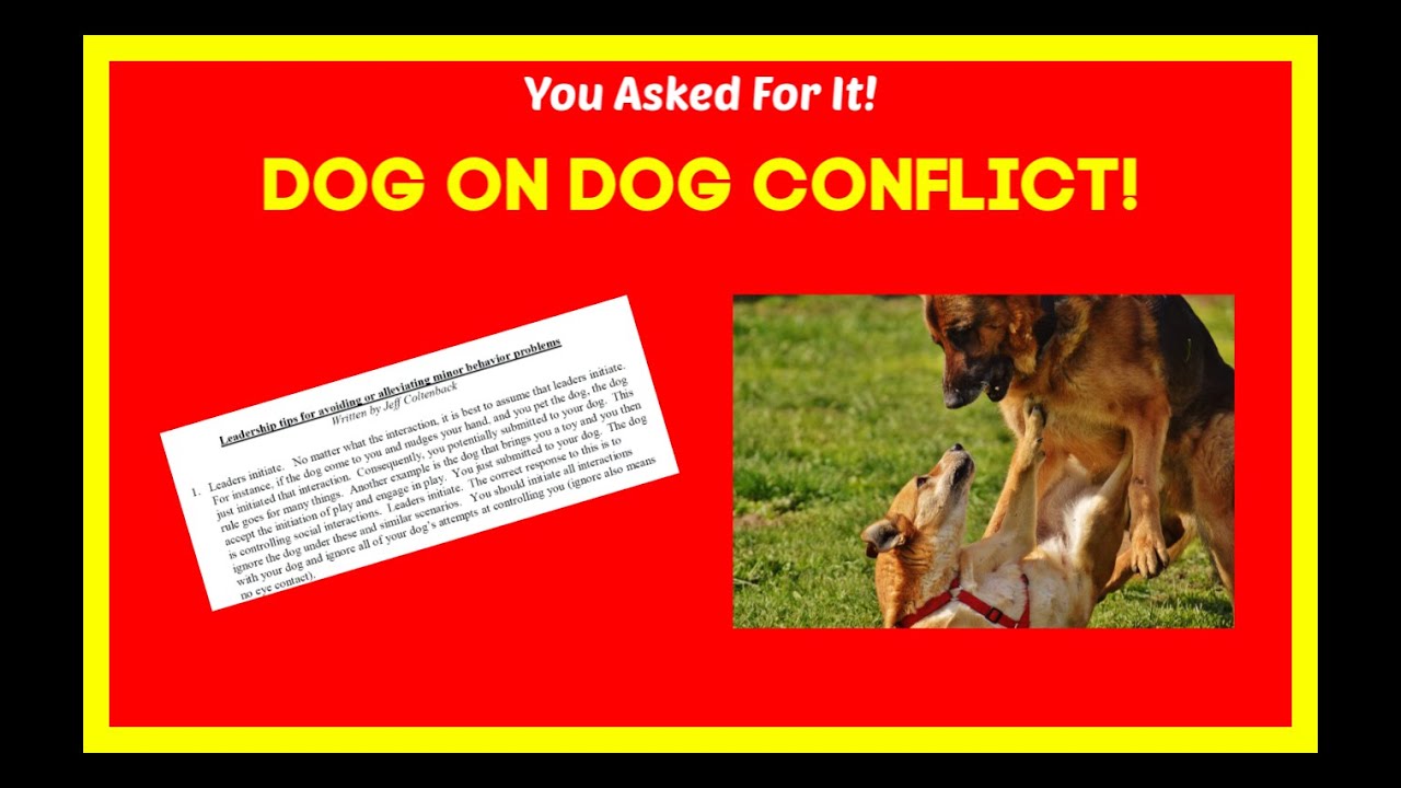 how to stop two dogs from fighting in the same household. FIVE TIPS