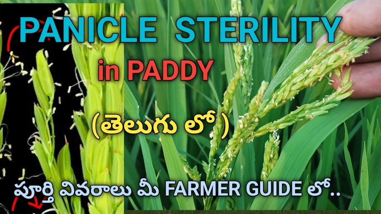 PANICLE STERILITY IN PADDY #agriculture 