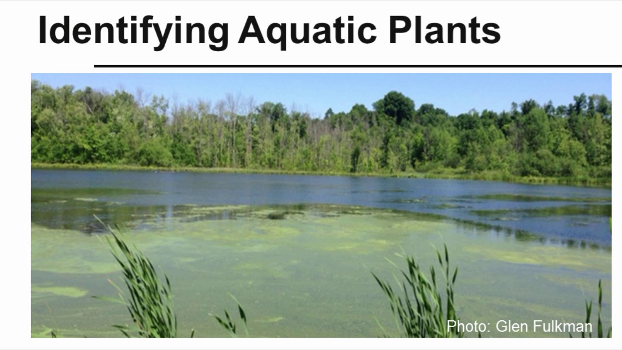 Identifying Aquatic Plants