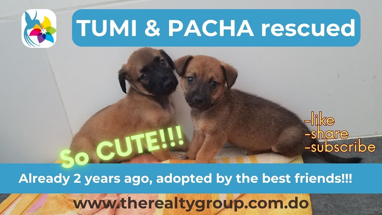 A story about puppies with a very HAPPY end!
