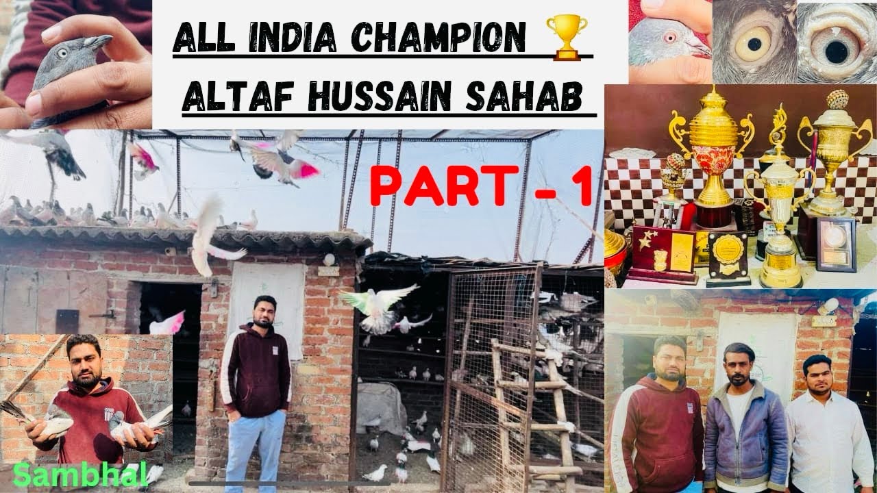 Sambhal के सबसे अफ़ज़ल कबूतर परवर जनाब Altaf Hussain Sahab || PART - 1 || #pigeon #kabootar
