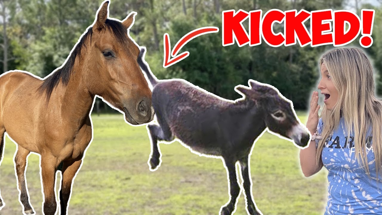 The Donkey & Horses Go Face to Face