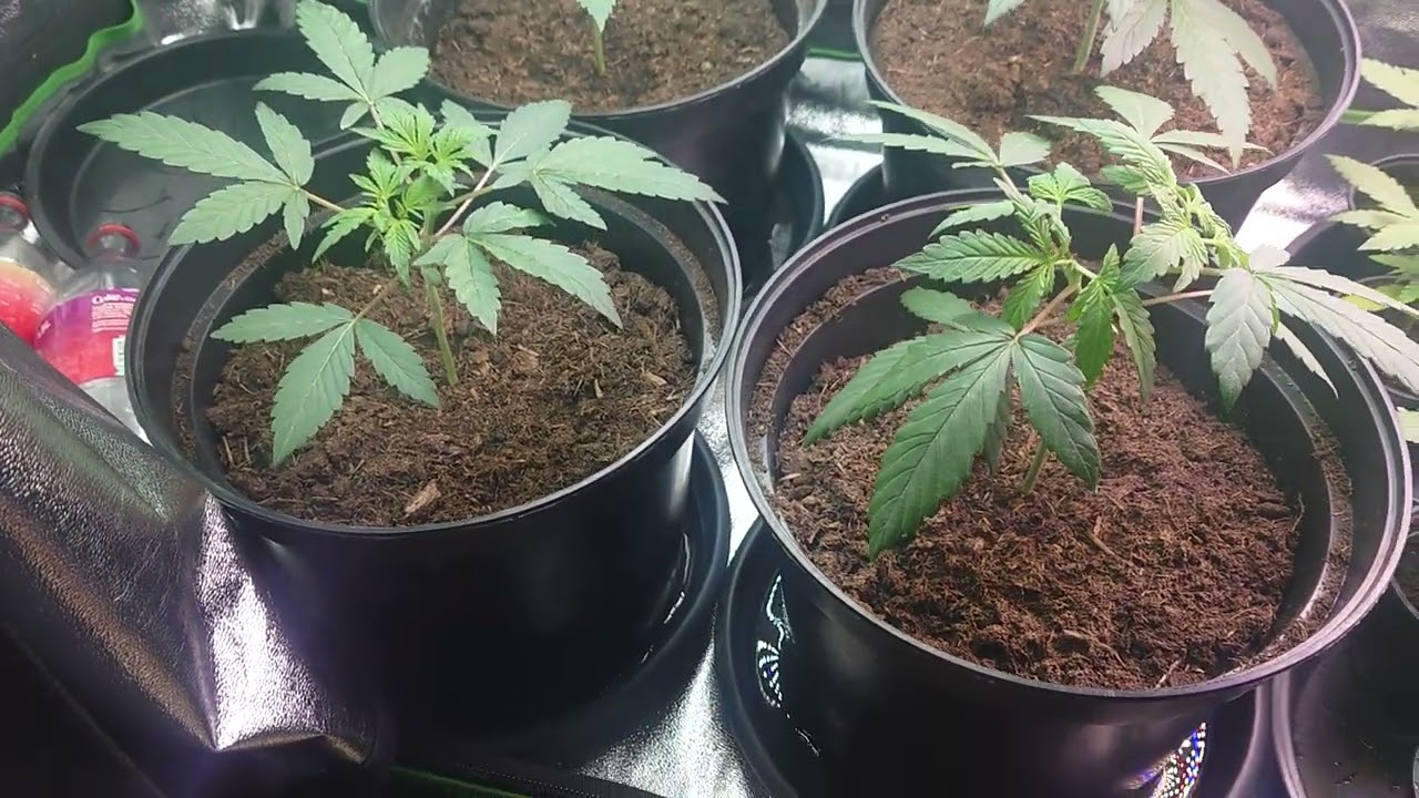 AMVgrow 12x Mike Tyson Corkscrew X AppleFritter, Topping and the Friday Seed GiveAway