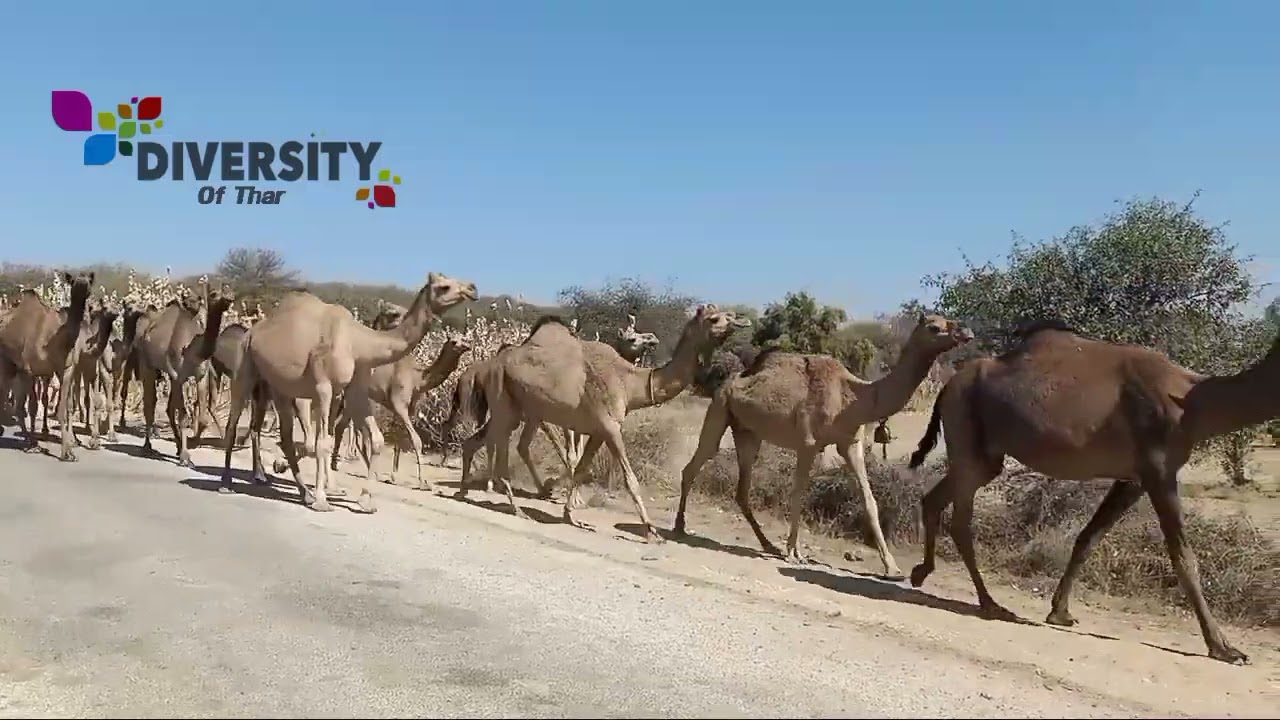 Camels Of Thar Walking || Rajput Camel Group || Black Camel