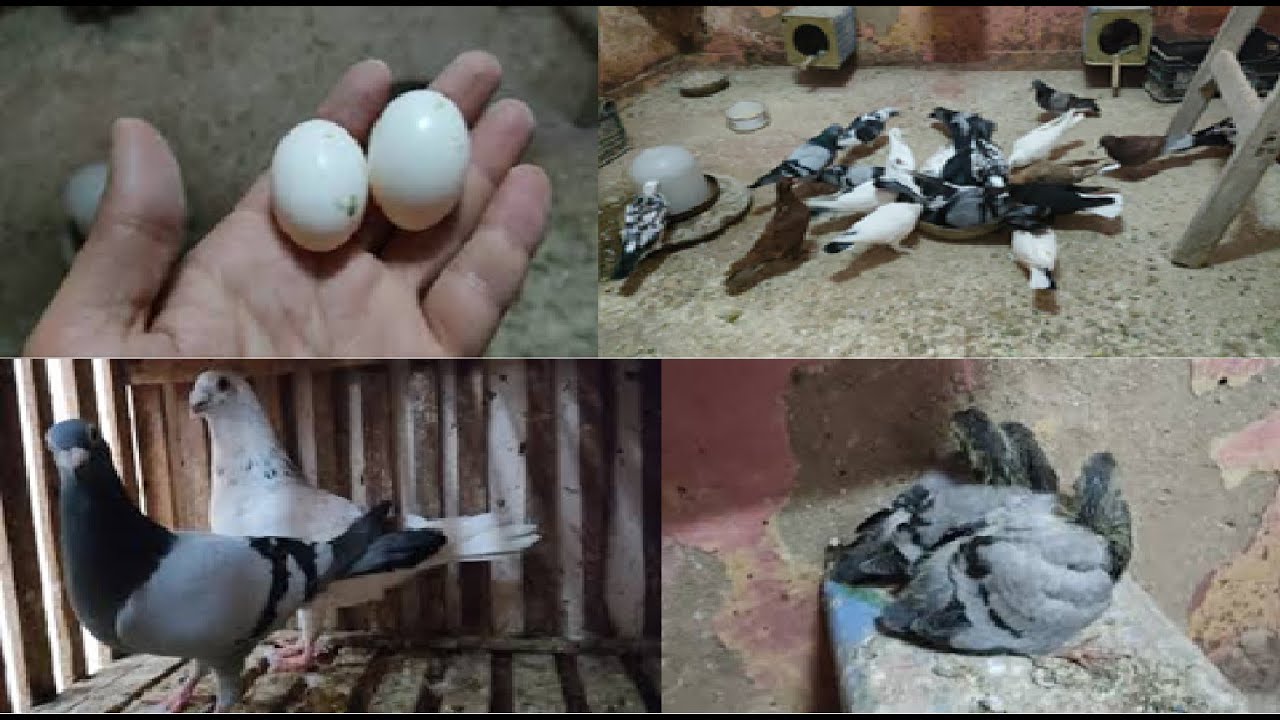 ازاى تخلى الحمام يبيض عندك على طول بعد ما تشتريه
