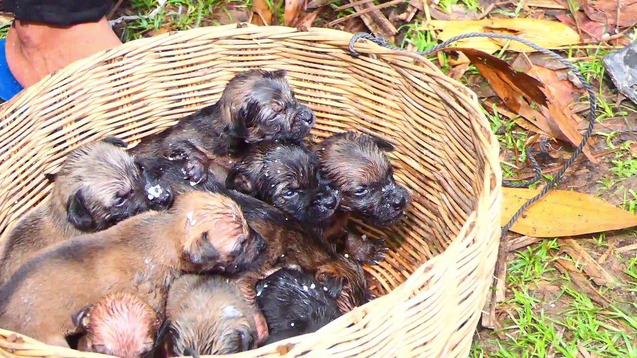 11 Puppies eating rice and get milk from mother dog