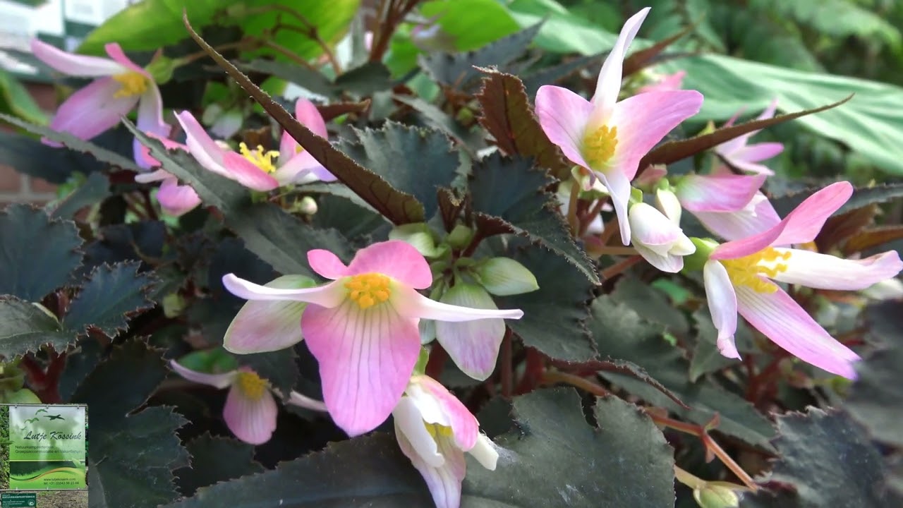 2022 Lutje Kössink Bloemen , Bijen, Hommels, Vlinders en andere insekten.