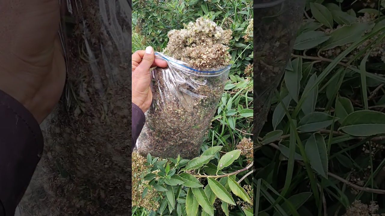 Ageratina tinifolia)También conocido como chilco amargo, amargoso, amargo, chilco, chilca.