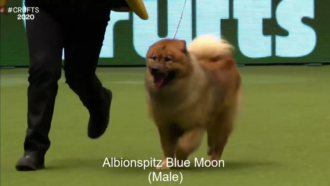 Best of Breed, Utility Group|EURASIER|(2017-2022)