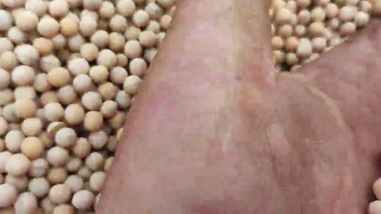 Recoltatul mazarei de toamna.