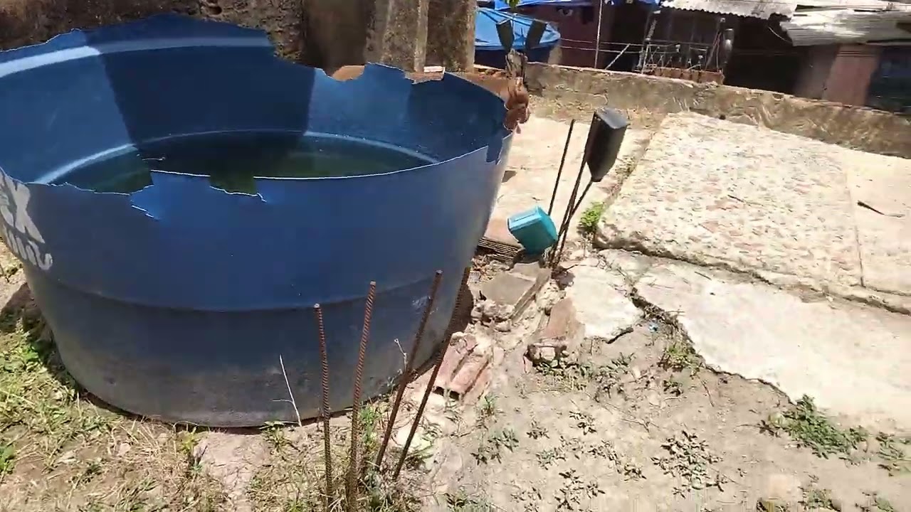 Fun Dog 
