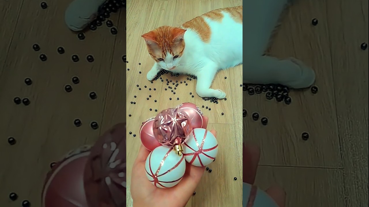 뭉치스타 #reversevideo #marblerunandmore #cat #catvideos #reverse kuda renggongmakad#cocomeloneffects