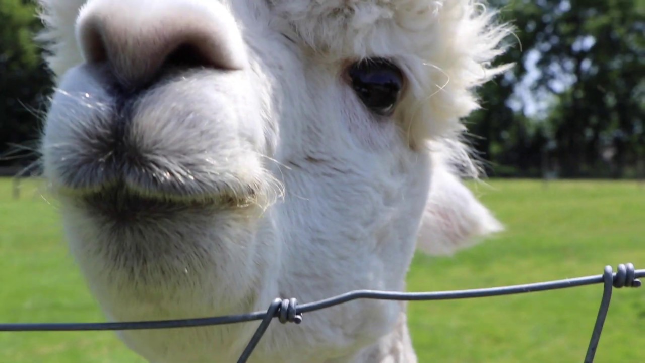 Welcome to Majestic Meadows Alpacas & Boutique