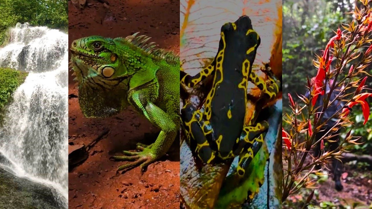 Brownsberg Nature Park - Flora & Fauna - Suriname