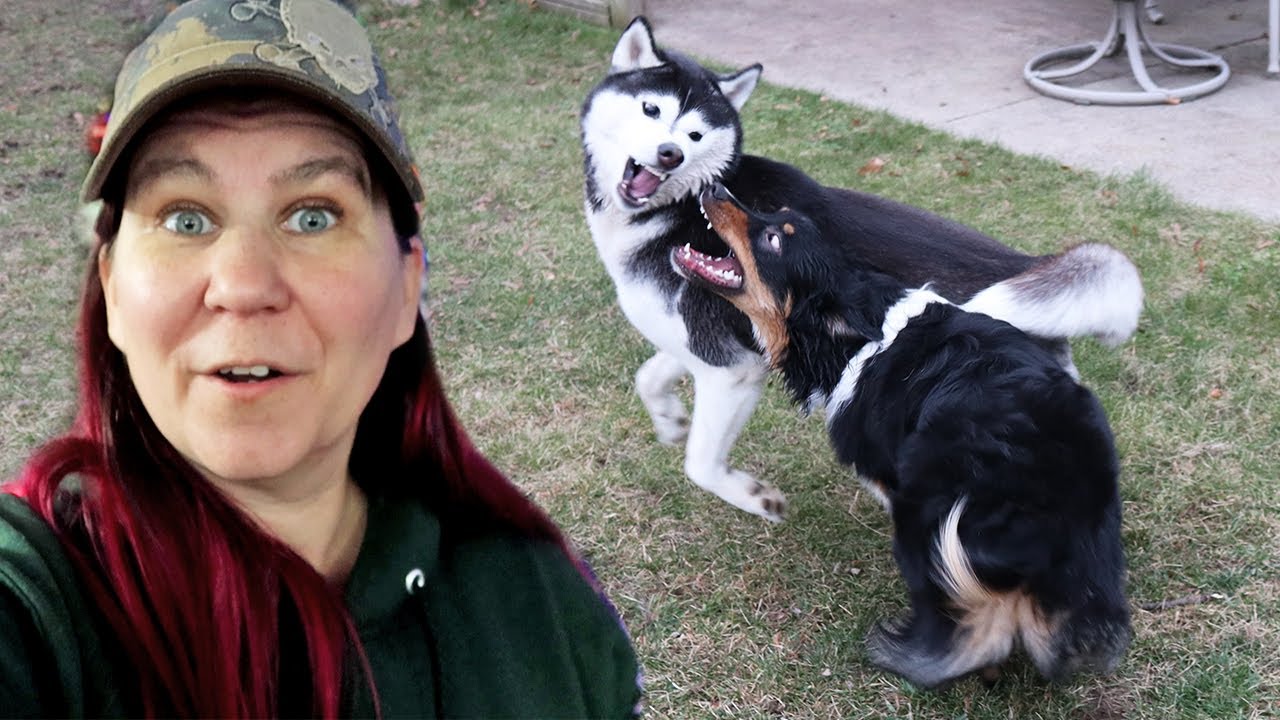 These Dogs Just Want to PLAY
