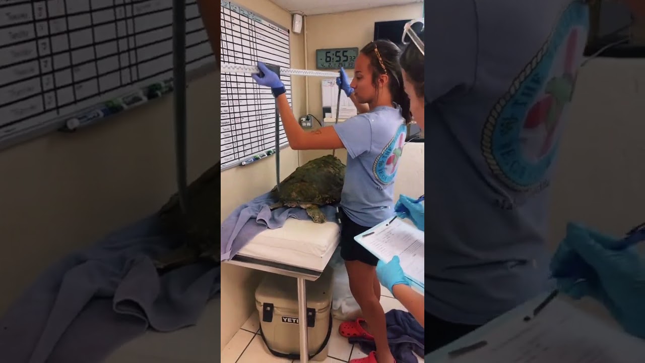Part 2 &ldquo;Barney&rdquo;, a 59 pound juvenile green sea turtle is admitted to The Turtle Hospit #turtle