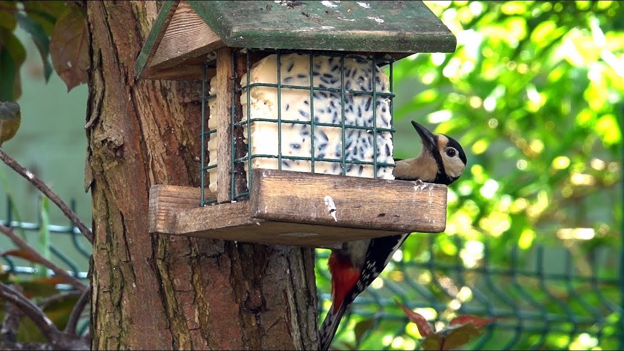Etenstijd voor de vogels in de tuin