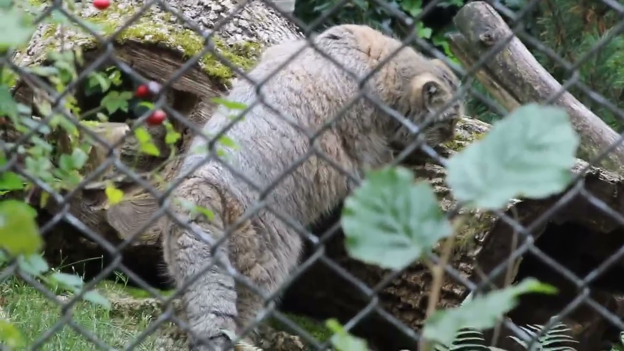 Manul im Tierpark Hellabrunn - München