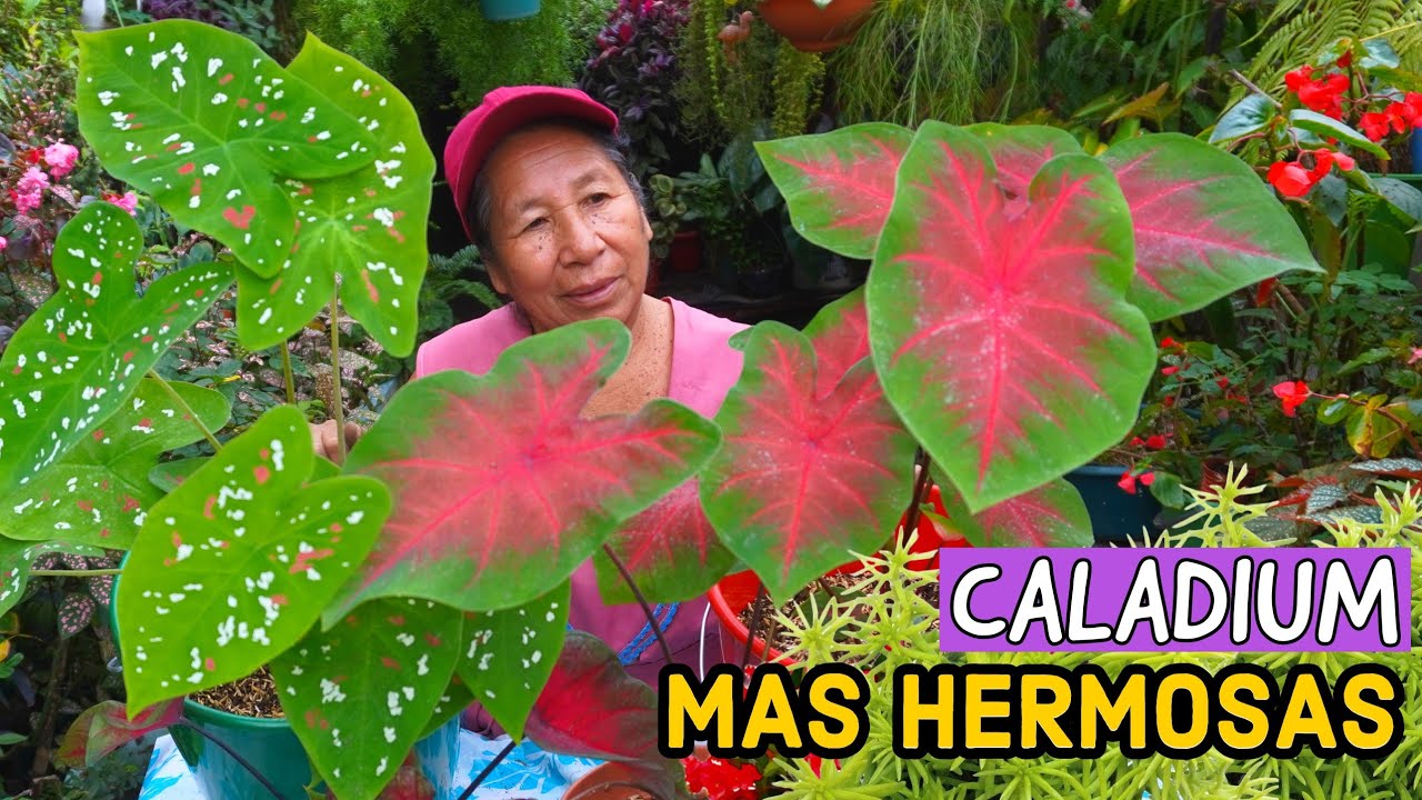 CON este SUSTRATO tus CALADIUM se recuperaran RAPIDAMENTE - SUSTRATO PARA CALADIUM