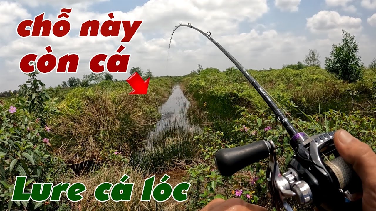 Câu Lure Cá Lóc ✅ Câu Cá Lóc Trúng Chỗ Còn Cá Tại Vườn Khóm Tân Phước | Tâm Râu Vlog #373