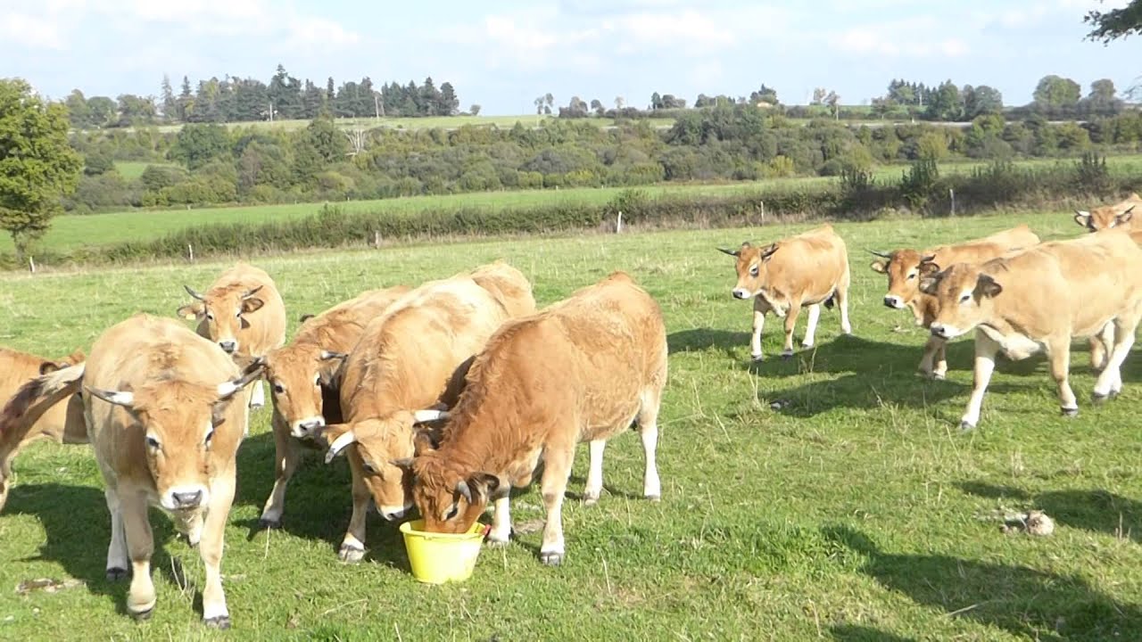 Raza Aubrac España