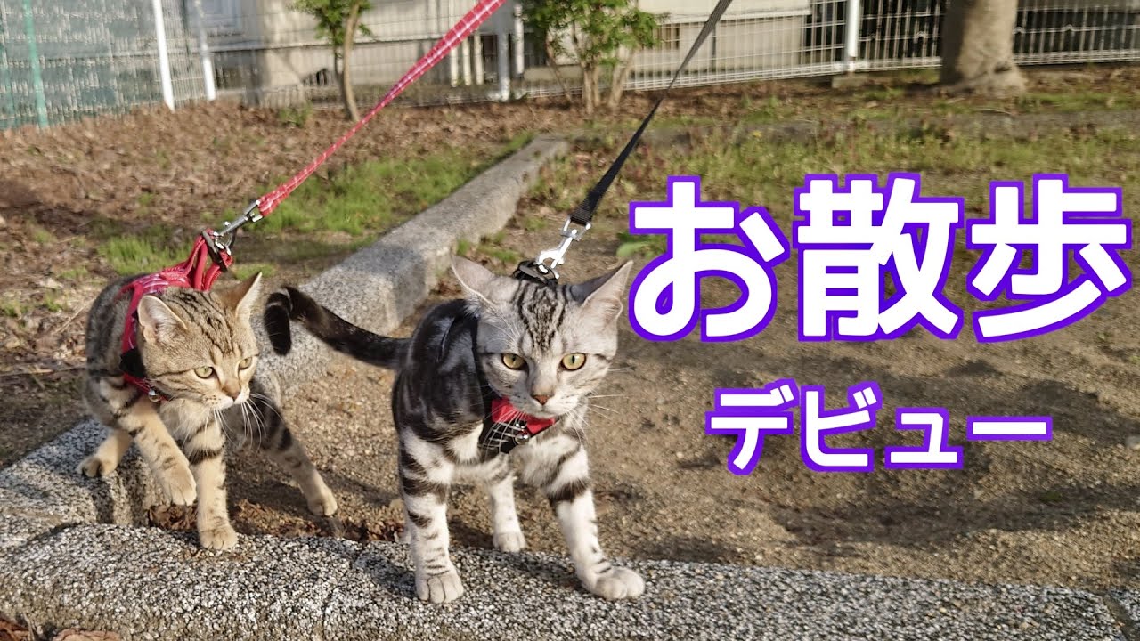 お散歩デビューした猫たち　ハーネスつけて公園へ【アメリカンショートヘア】子猫 Walking with a Cat Harness