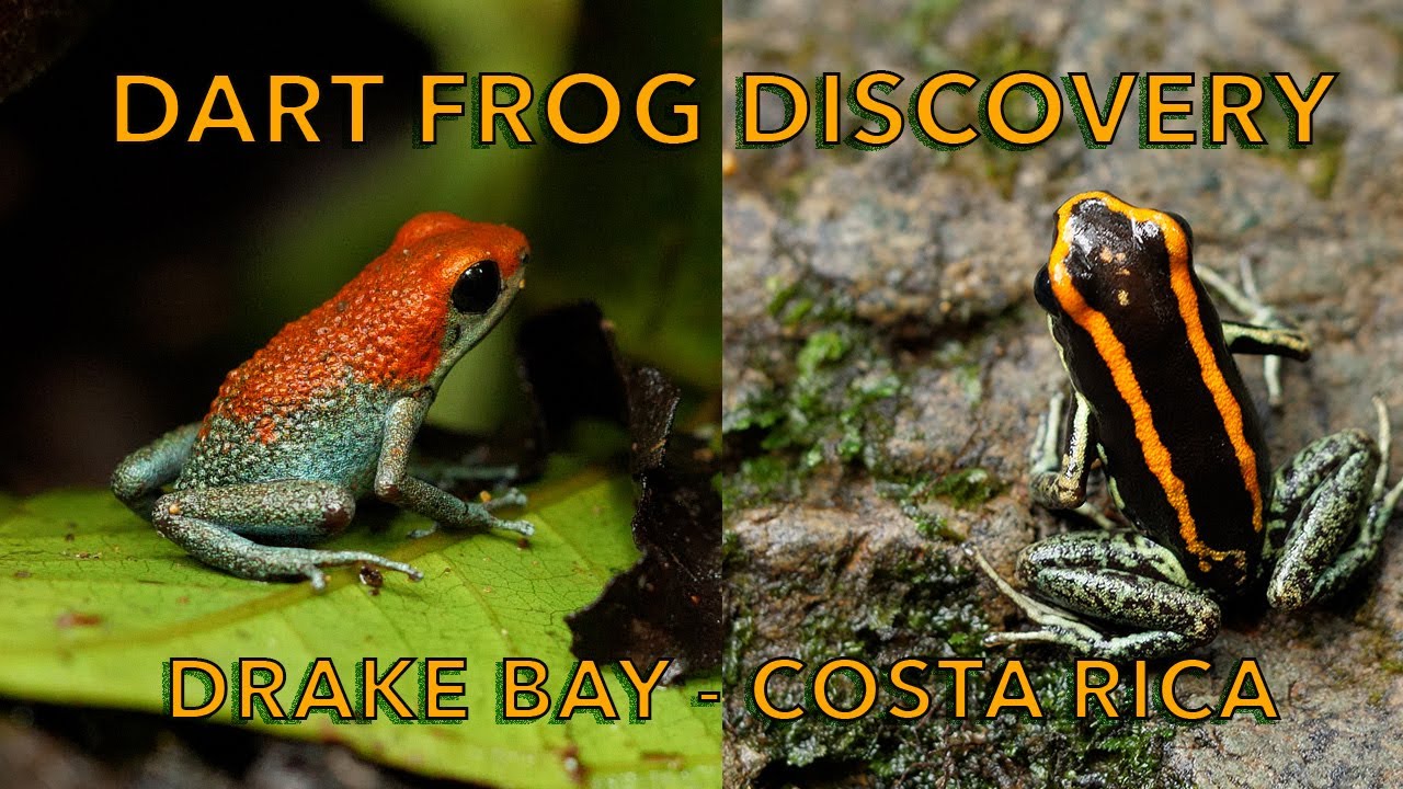 Dart frog Discovery - Drake Bay, Costa Rica