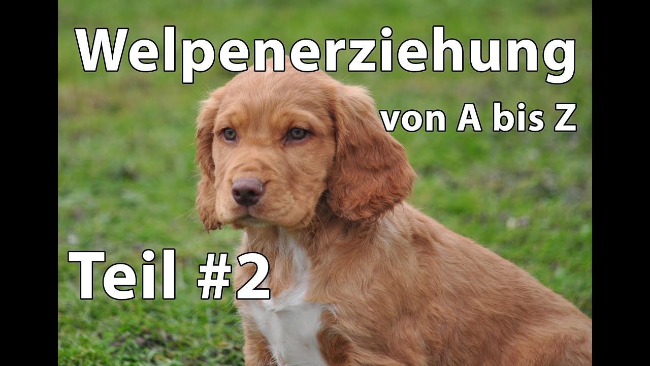 Welpenerziehung von A bis Z...