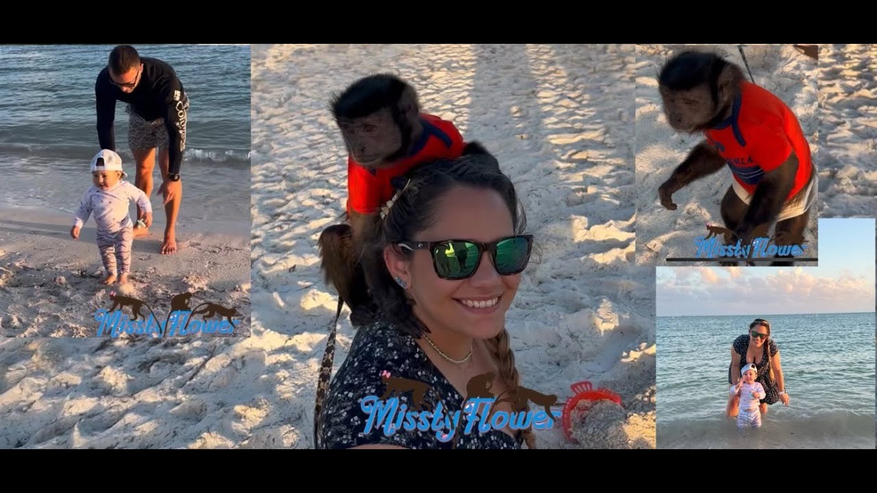 Monkey Toby goes to the beach to meet with baby Easton & Sissy
