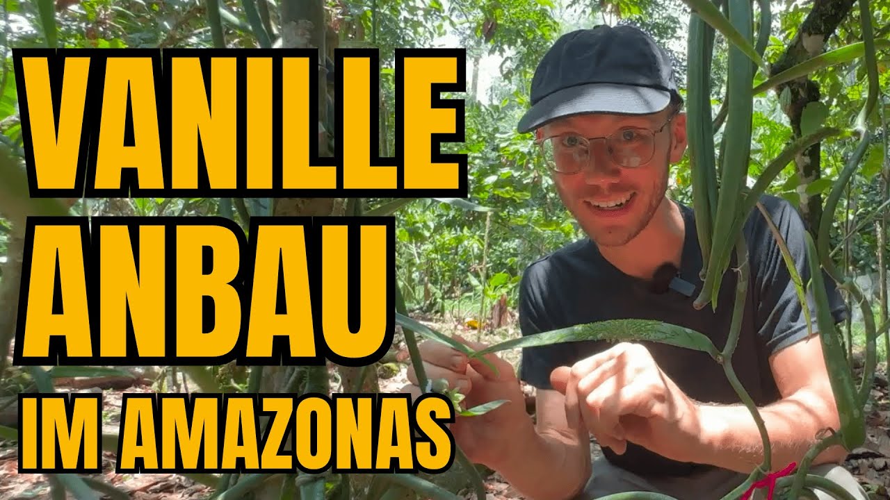 Nachhaltiger Vanille Anbau im Amazonas-Regenwald von Ecuador