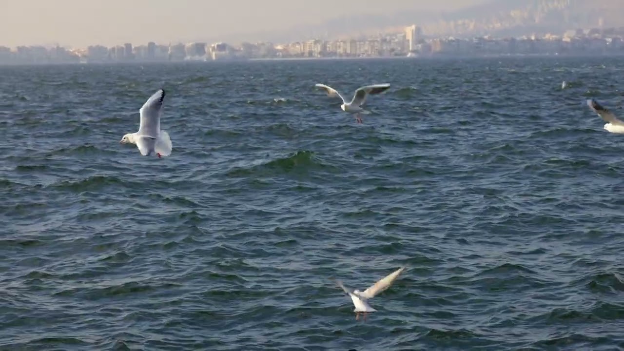 Seev&ouml;gel im Hamburger Hafen 🐦 | Faszinierende Vogelwelt an der Elbe
