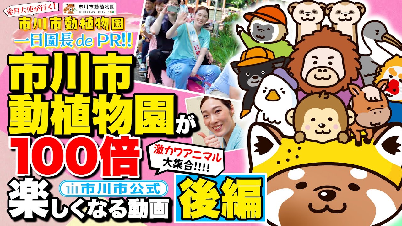 【見れば市川市動植物園が100倍楽しくなる】愛月大使が行く！市川市動植物園一日園長 de PR !!!!!《後編》