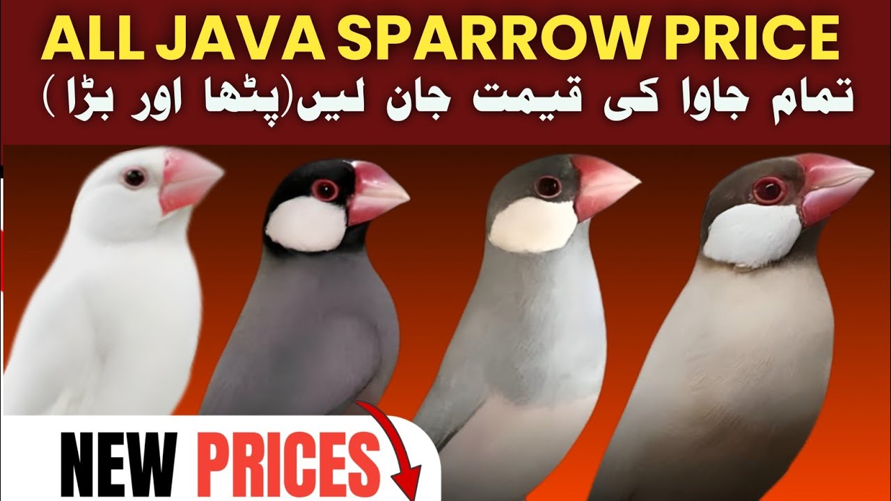 Java ki new price ne heraan kerdiya | All java sparrow price 2025 | java finch rate |  business tips