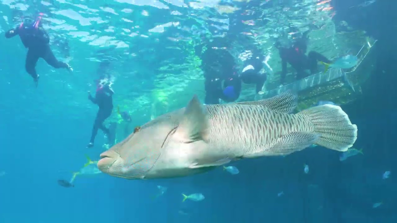 Which Reef should we visit on the Great Barrier Reef Marine? Moore Reef!