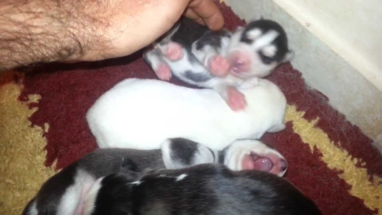 Husky puppies 2 days old