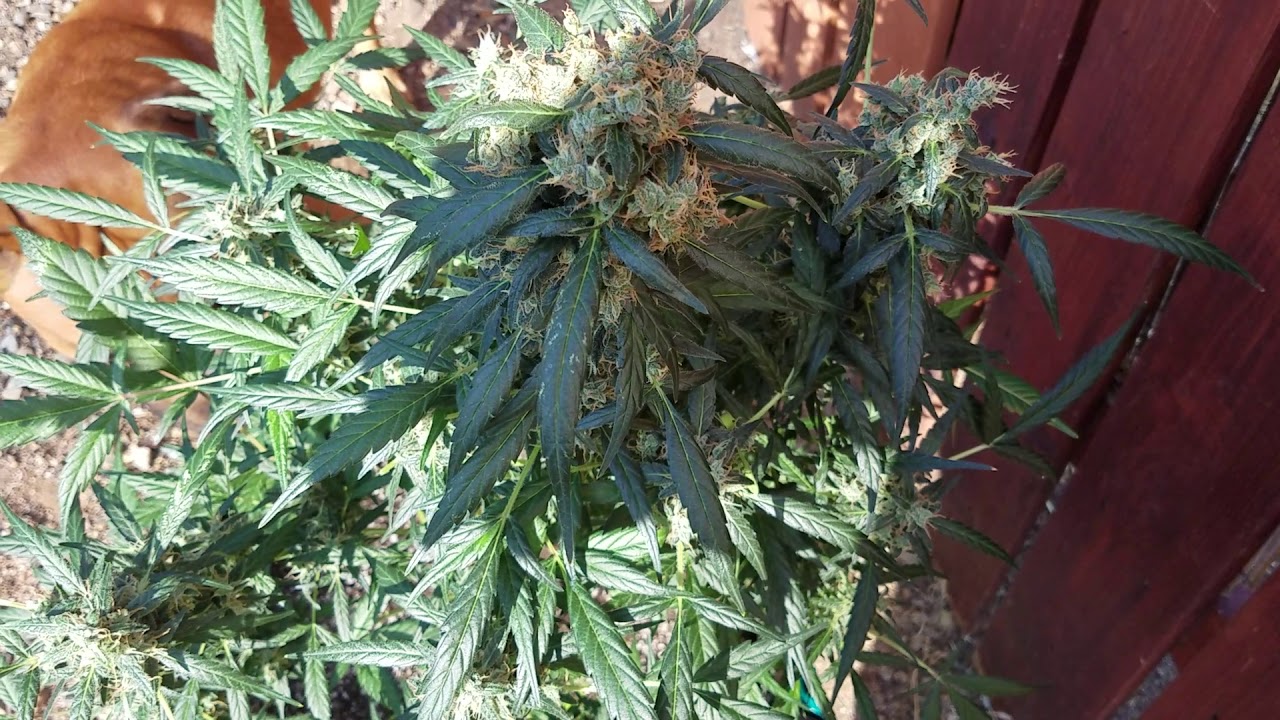 The weak gg4 auto