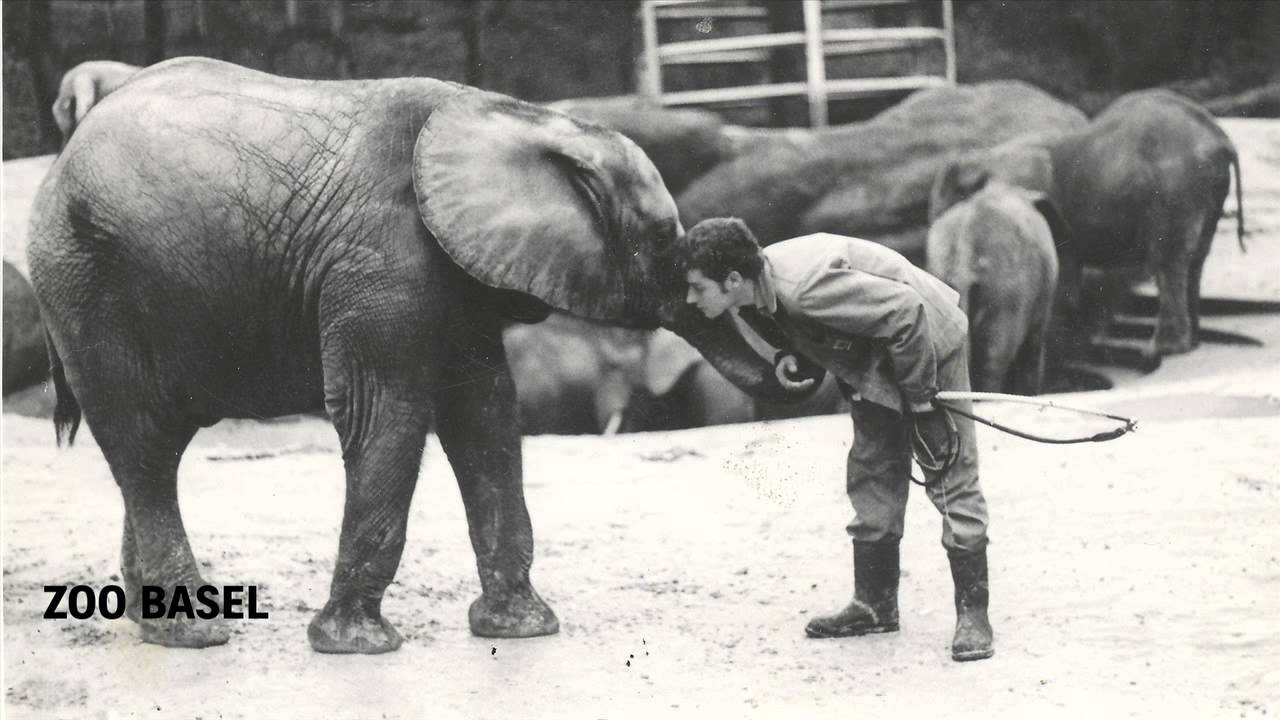 Elefantenspaziergang in den 60ern