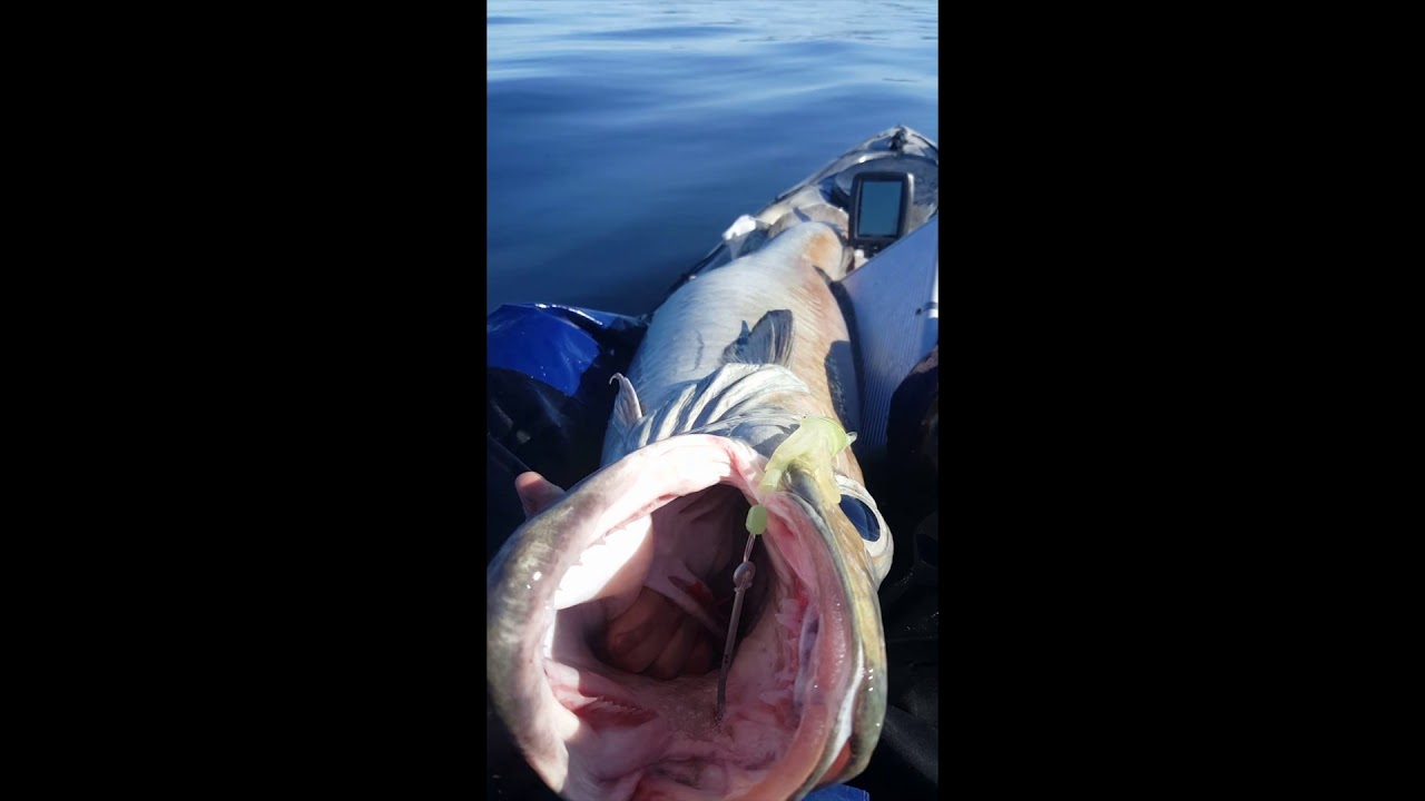 BLÅLANGE TATT FRA KAJAKK I TRONDHEIMSFJORDEN