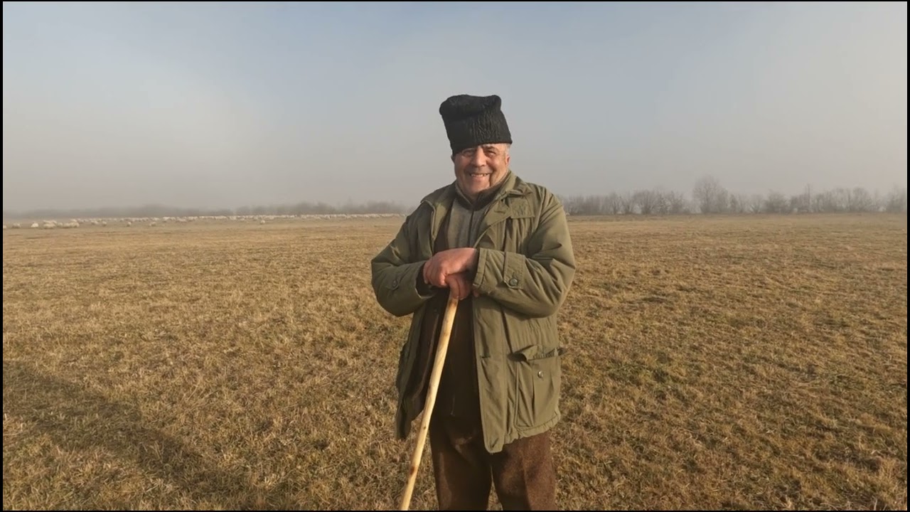 OILE OACHEȘE A LUI CIOCOIU IOAN DIN TOHANUL VECHI -BRAŞOV .CRESTE OI DE LA 10 ANI.