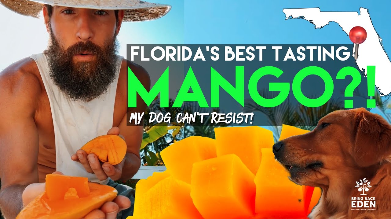 Best Mango for Florida Food Forest? 🥭 Big vs Small Varieties Taste Test w/ My Dog | Bring Back Eden 