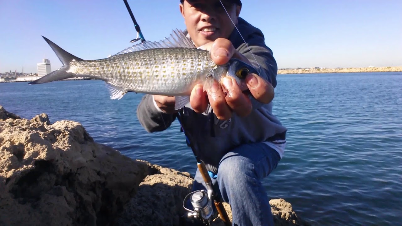 Herring Fishing at Fremantle Harbour Rous Head Perth