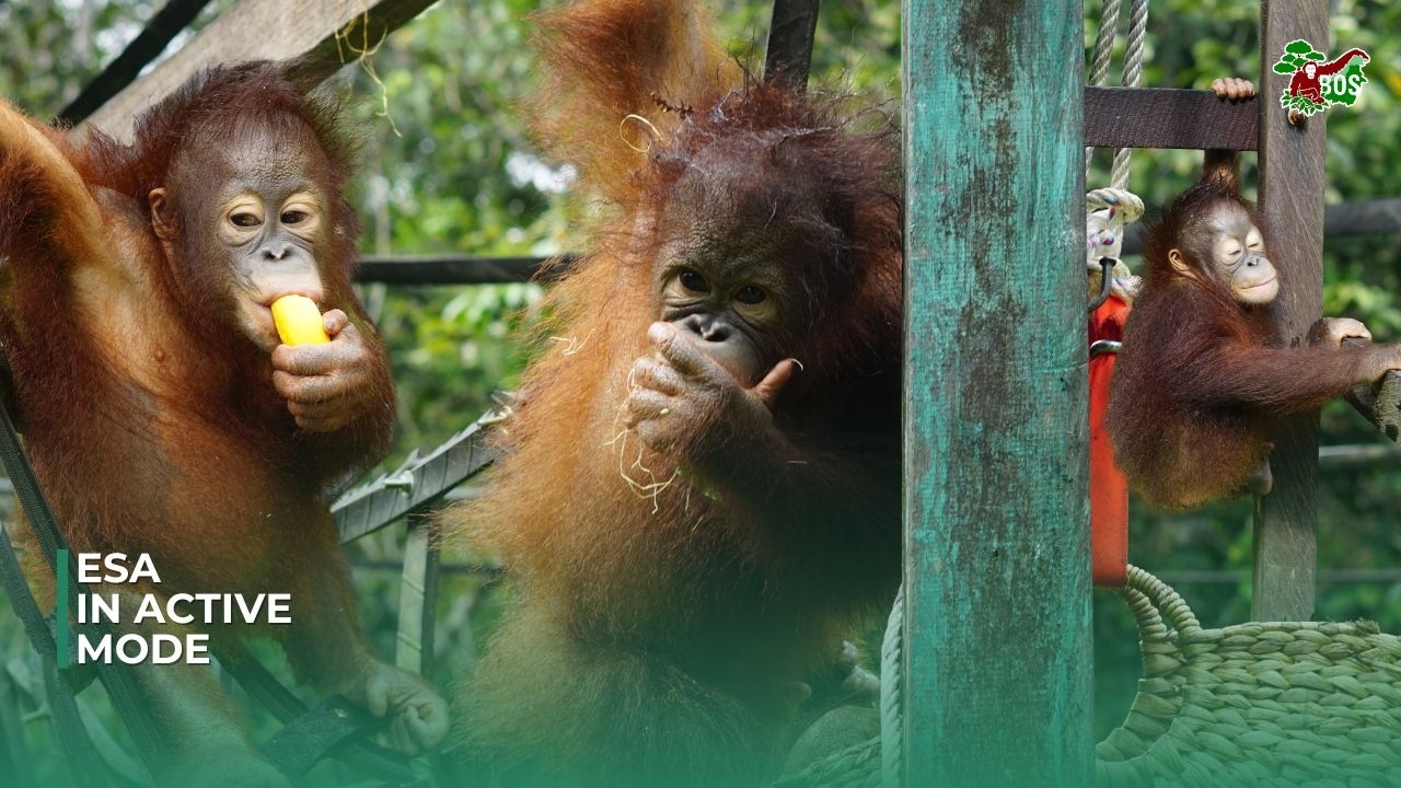 ORANGUTAN ESA IN ACTIVE MODE!