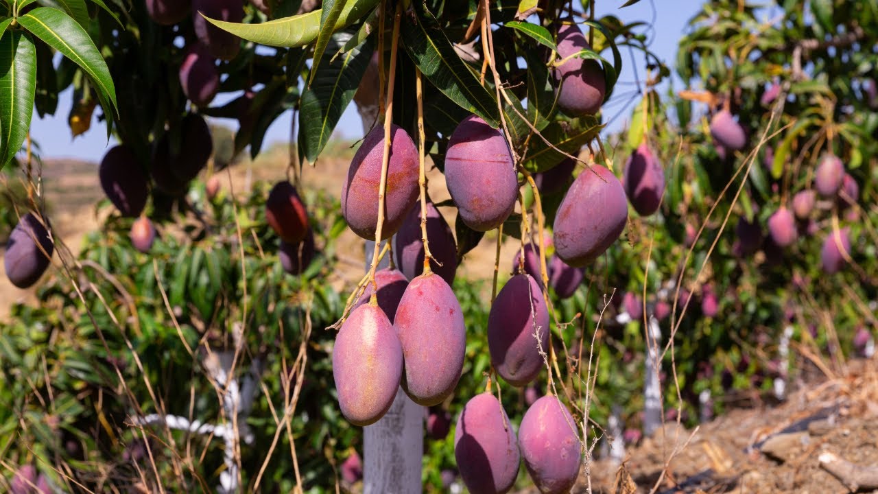 🥭 Organic Mango Farming | Tips for Growing Mangoes Organically