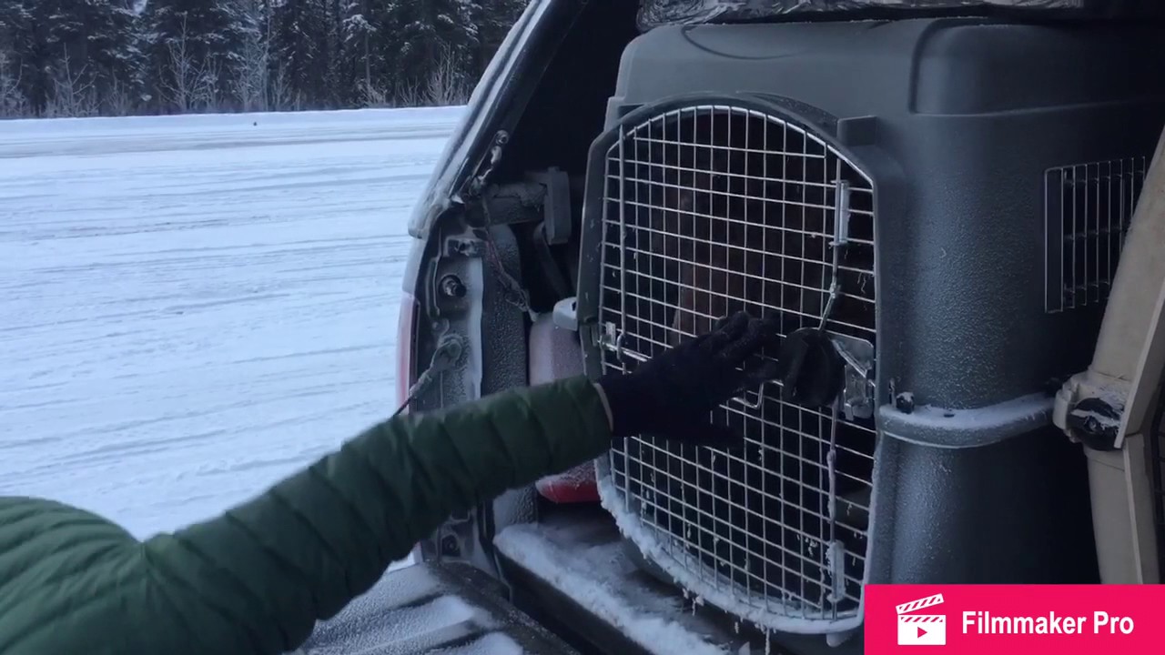 Canadian Eskimo Dogs: Episode 1