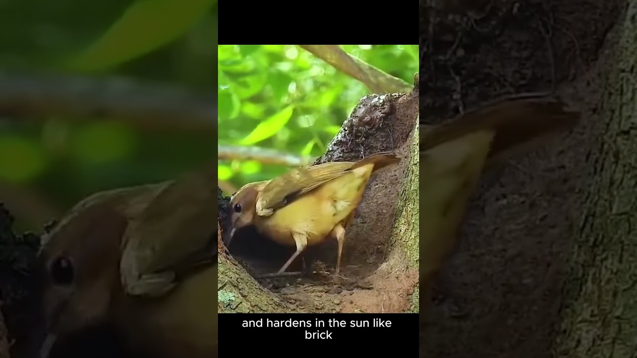 Watch the Rufous Hornero Build a Mud Masterpiece! 🧱🐦#BirdArchitecture #RufousHornero #NatureShorts